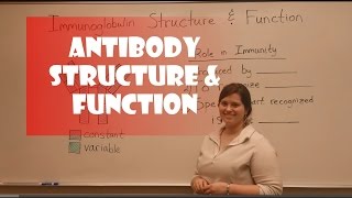 Antibody Structure amp Function [upl. by Claiborn]