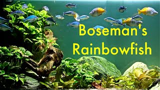 Melanotaenia boesemani  Boesemans Rainbowfish [upl. by Vastha]