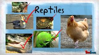 What makes a reptile a reptile [upl. by Gusti]