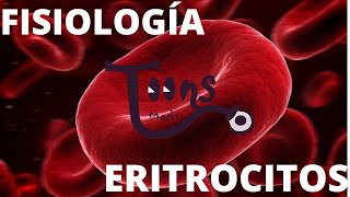 FISIOLOGíAERITROCITOSGlóbulos Rojos anatomíafisiologíaciclo vital y eritropoyesis [upl. by Lamphere637]