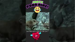 Crazy animals🤣 pourtoi sketch rire humour animals justepourrire [upl. by Svoboda]