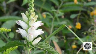 Galane glabreWhite Turtlehead Chelone glabra [upl. by Tteraj]