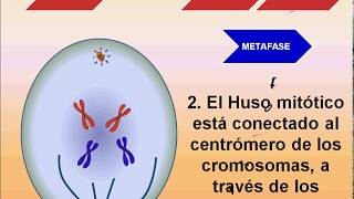 Mitosis Paso a Paso [upl. by Dor]