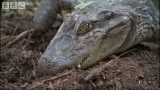 Attenborough  Baby Caymans hatching  BBC wildlife [upl. by Nivalc]