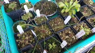 Carnivorous Plant variety gardening [upl. by Charteris]