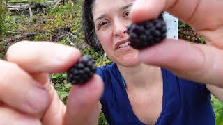 Trailing blackberry Rubus ursinus [upl. by Nonnac480]