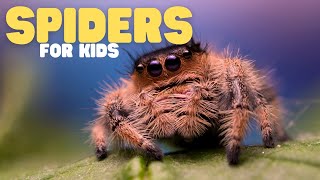 Spiders for Kids  Learn all about these amazing arachnids [upl. by Peper]