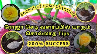 ஸெவன் டே ரோஸ் வளர்ப்பு  7 days Rose plant growing tips  Dos amp Donts  in Tamil  Maadi Thottam [upl. by Asalocin]