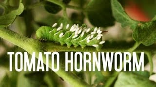 Tomato Hornworm amp Parasitic Wasps [upl. by Nob]