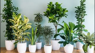 5 secrets pour avoir des belles plantes dintérieurs 🌱 [upl. by Gleich]