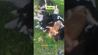 Koda the Super Momma Pup [upl. by Declan]