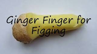 How to pronounce Ginger Finger for Figging in English [upl. by Arline326]