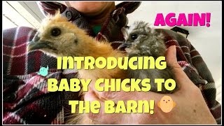 Introducing Baby Chicks to The BarnAgain [upl. by Yboj11]