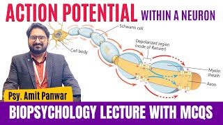 Action Potential  Communication Within a Neuron  Complete Lecture by Psychologist Amit Panwar [upl. by Naivat19]