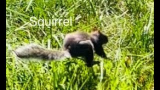 Help Squirrel Back to Nature ll Keep Squirrel Out of My Backyard ll 松鼠回歸大自然 ll 579 [upl. by Catlin]