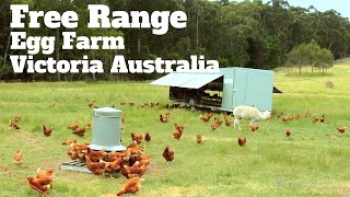 Pastured Egg farming Victoria Australia [upl. by Atte166]