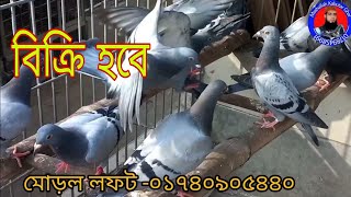 অরিজিনাল রেসার কবুতরের বাচ্চা বিক্রি হবেresar kabutar absislamictvরেসার কবুতরের বাচ্চার দাম [upl. by Asyar713]