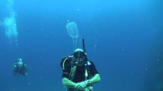 Box jellyfish Chironex  Diving Thailand Sail Rock Underwater video [upl. by Norret]