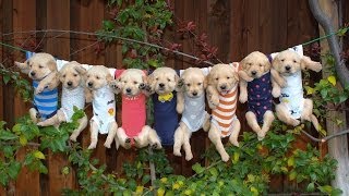 Most Adorable Golden Retriever Puppies  Family Fun Pack [upl. by Kcirdneh]