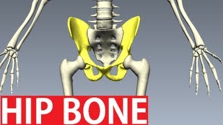 Bones Of The Pelvis Anatomy  Hip Bone Anatomy 1 [upl. by Arracot]