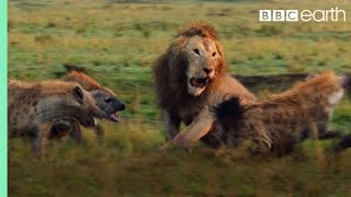 Lion Trapped by Clan of Hyenas  Dynasties  BBC Earth [upl. by Avon]