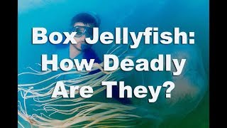 Box Jellyfish The Truth About These Deadly Jellyfish [upl. by Nelli]