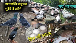 কবুতরের বেশিরভাগ ডিম নষ্ট হয়ে গেছে 🥚 জালালি কবুতর ডিম দিয়েছে 🕊 kobutor egg [upl. by Hpeseoj560]