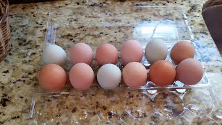 Gathering Chicken Eggs amp How to Store ThemUnrefrigerated [upl. by Norreht]