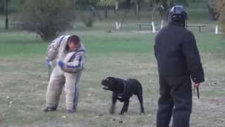 Cane Corso AttackAgitation Training [upl. by Inajna]