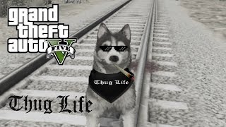 GTA 5 the Thug Life of a Husky [upl. by Samtsirhc825]