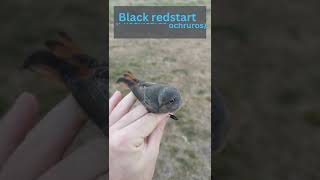 Beautiful female Black redstart Phoenicurus ochruros 🐦 shorts [upl. by Urbain387]