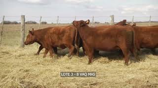 LOTE 3 MONINO [upl. by Mill]