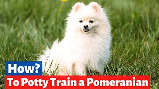 How to Potty Train a Pomeranian puppy at home  Pomeranian Potty Training Guide [upl. by Aramoj566]