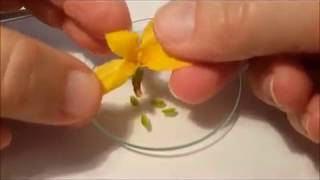 Une dissection de fleur de Forsythia [upl. by Elaweda]