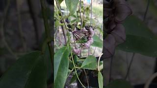 About to bloom hoya bouti ❤️❤️❤️plants hoya flower nature hoyalover garden hoyaheaven [upl. by Rusty]