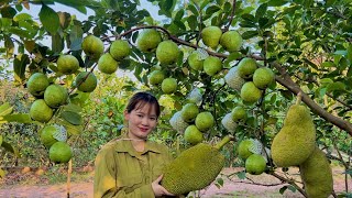 Care for fruit trees Harvest guava How to mix vegetable soil [upl. by Vinny]