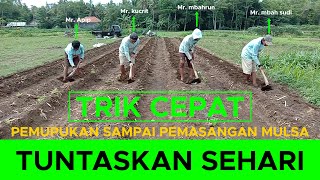 Kupas tuntas‼️ Pupuk dasar cabai dan pemasangan cepat mulsa [upl. by Eceinaj]