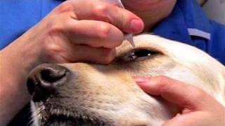 How To Give Eye Drops For Dogs [upl. by Eugenie]