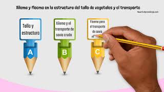 Xilema y Floema estructuras del tallo de vegetales para el transporte [upl. by Nahta736]