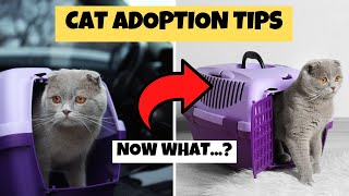 10 Things to Know AFTER Adopting a Cat [upl. by Nyre]