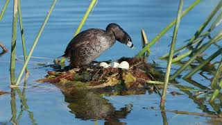 Piedbilled Grebes take care of six eggs part1 [upl. by Lezlie53]