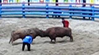 Bullfighting in South Korea [upl. by Sorrows]