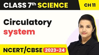 Class 7 Science Chapter 11  Circulatory System  Transportation in Animals and Plants [upl. by Eissirhc]