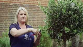 How to Prune an Olive Tree [upl. by Peyter]