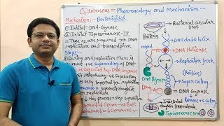 Chemotherapy of Antibiotics Part16 Fluoroquinolone 02  Mechanism of Action  Fluoroquinolone [upl. by Raseda]