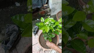 আন্তরিকের বৃক্ষ রোপন‌ প্রকল্প 🌳 indianvlogger treeplanting shorts [upl. by Renado80]