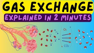 Biology Help The Respiratory System  Gas Exchange In The Alveoli Explained In 2 Minutes [upl. by Lynnea745]