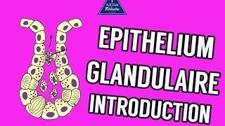 Epithélium glandulaire  Introduction n°2 [upl. by Namlaz]