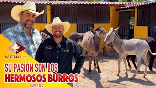 ES EXPERTO EN BURROS desde que era un niño [upl. by Henden]