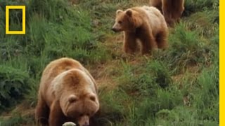 Mom Grizzly Teaches Her Cubs  National Geographic [upl. by Albers]